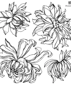 Chrysanthemums